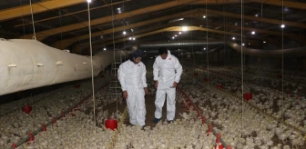Yozgat'ta Devlet Destekli Tavuk Üretimi