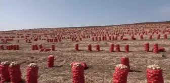 Okullar Açılmasına Rağmen Mevsimlik Tarım İşçisi Çocuklar Tarlada Çalışıyor... 'Para Olmazsa Beni Okula Nasıl Gönderecekler'