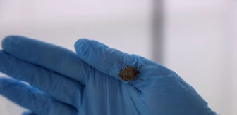 Karadeniz Tarımsal Araştırma Enstitüsü, kahverengi kokarca zararlısıyla mücadele için samuray arılarını doğaya salıyor