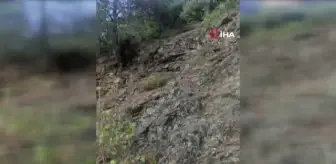 Karşılaştığı ayıyı 'Oğlum gel' diyerek çağırdı