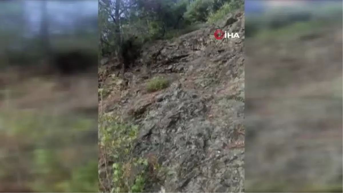 Karşılaştığı ayıyı 'Oğlum gel' diyerek çağırdı