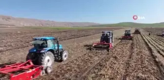 Sivas'ta Patates Hasadı Başladı, Rekor Bekleniyor