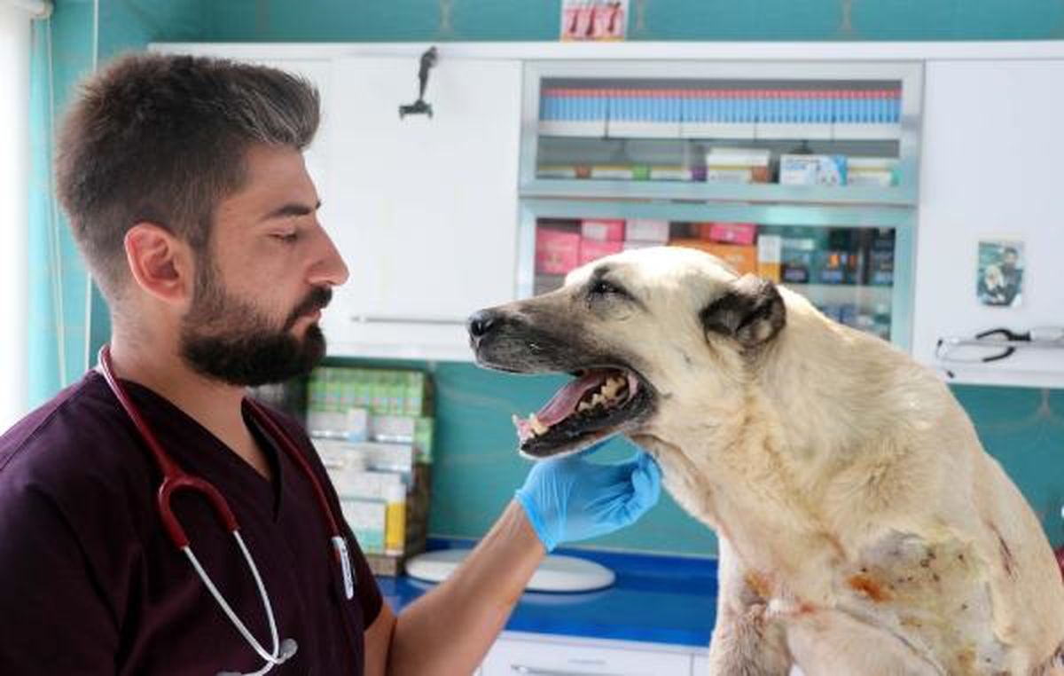 Kayseri'de Ördek ve Tavuklarını Yediği İddiasıyla Vurulan Köpeklerin Vücutlarında 200 Saçma Bulundu