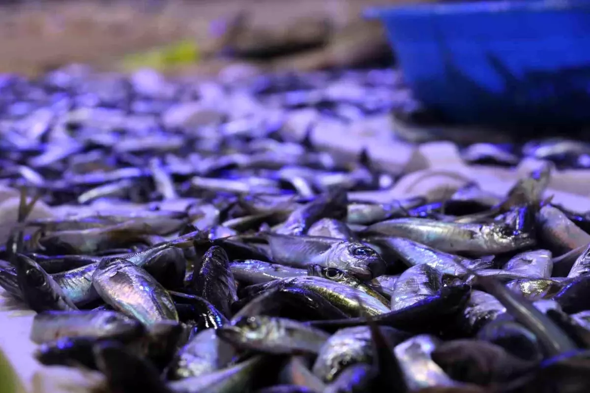 Karadeniz'de Hamsi Fiyatları Düşüyor