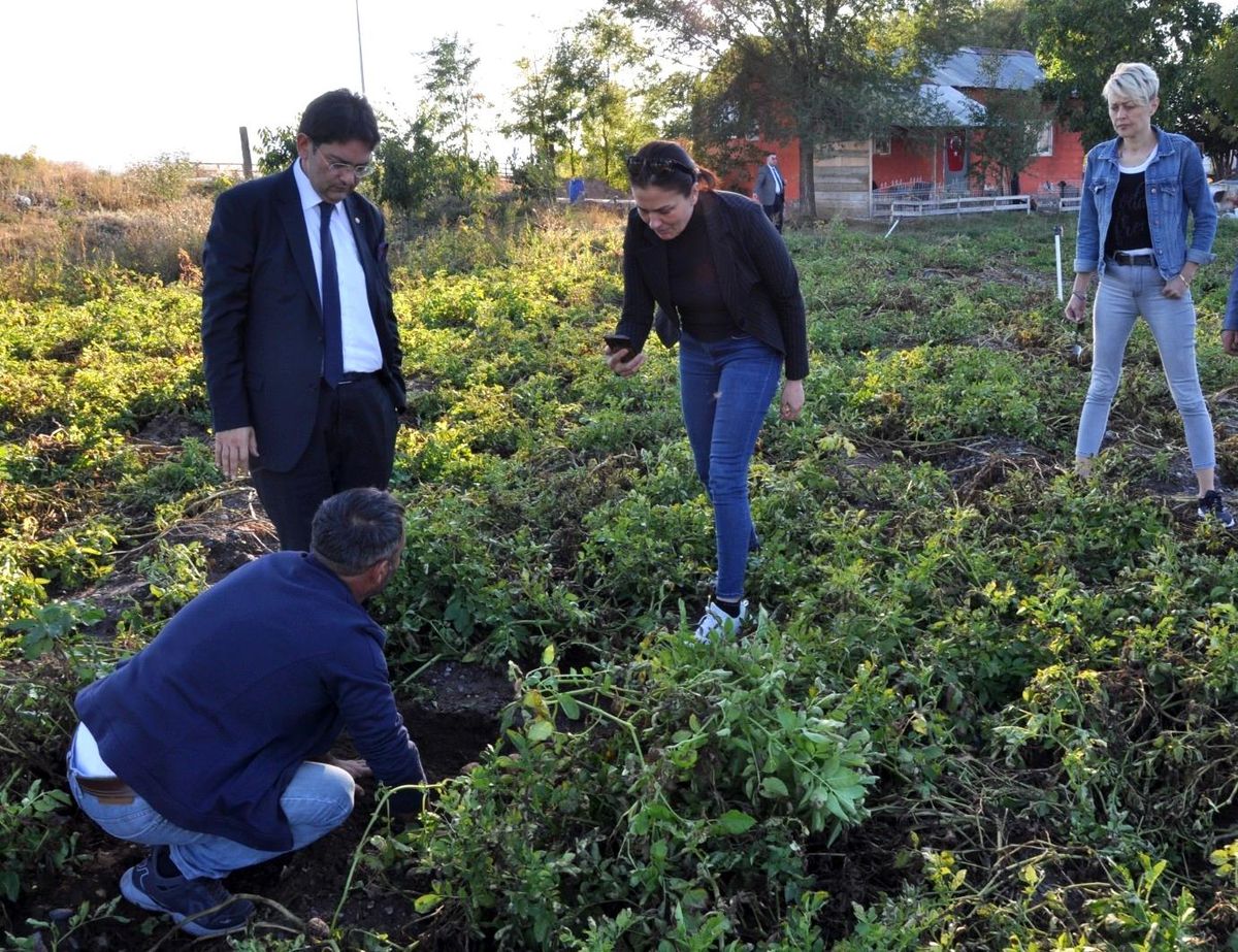 Erzurum Ticaret Borsası Mor Patates Üretimine Yönelik Çalışmalarını Sürdürüyor