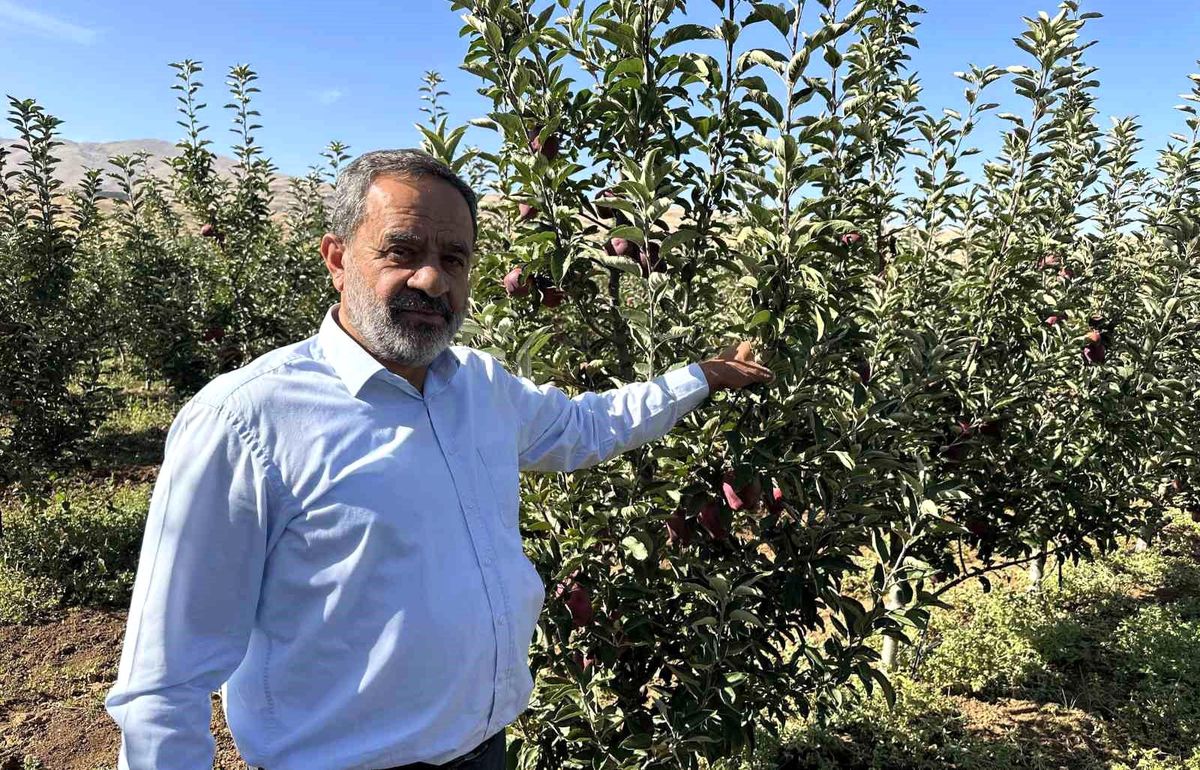 Malatya'da Elma Hasadı Başladı, Üreticiler Fiyat Sorunu Yaşıyor