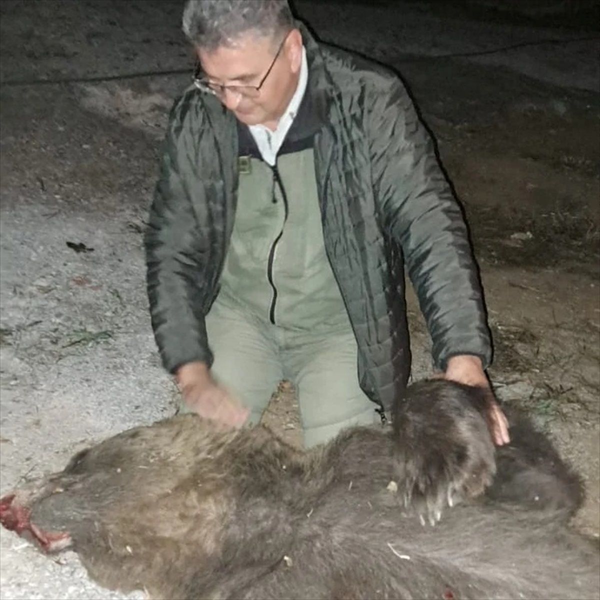 Çanakkale'de Tır Çarpması Sonucu Ölen Boz Ayı Üzüntü Yarattı