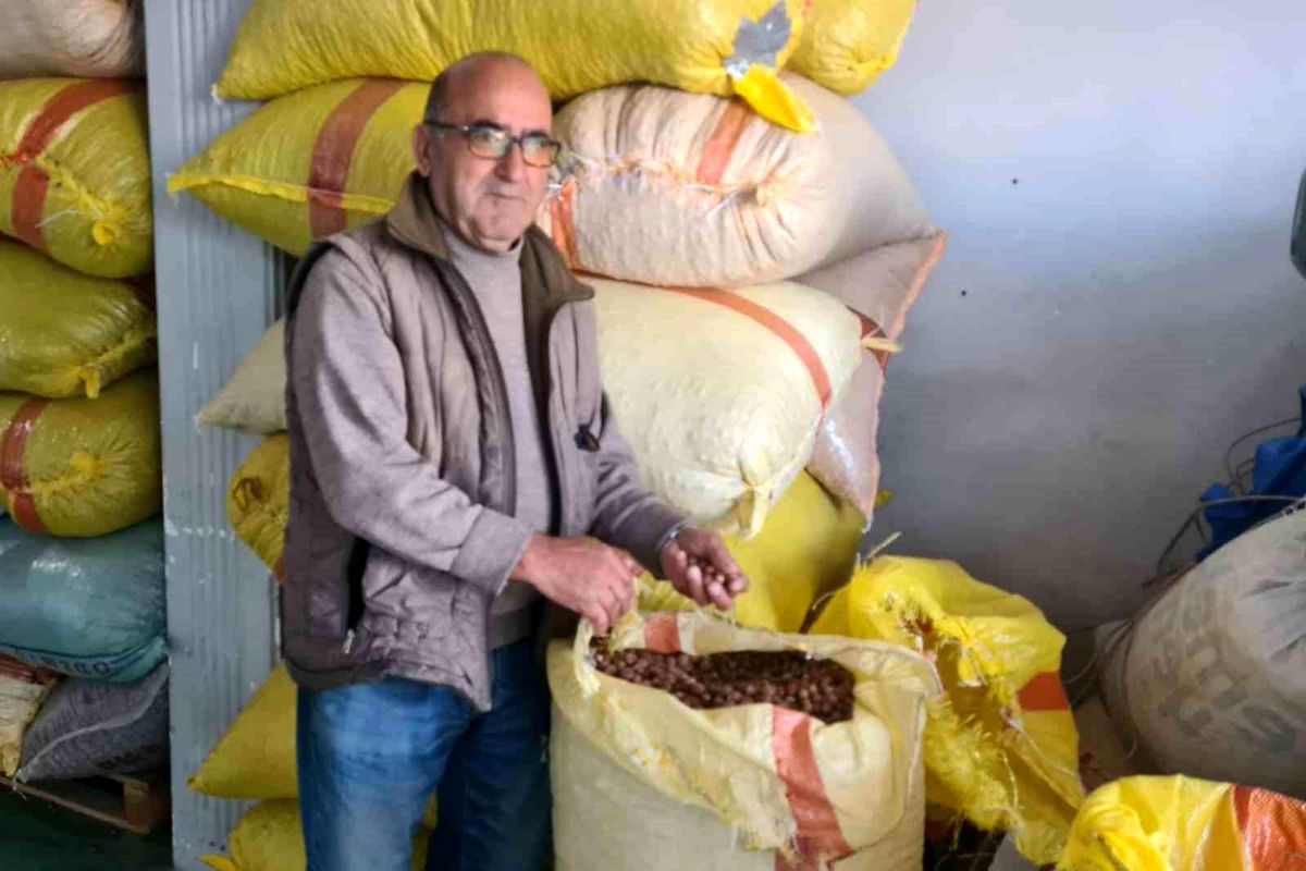 Fındık Fiyatları 125 Lirayı Görebilir