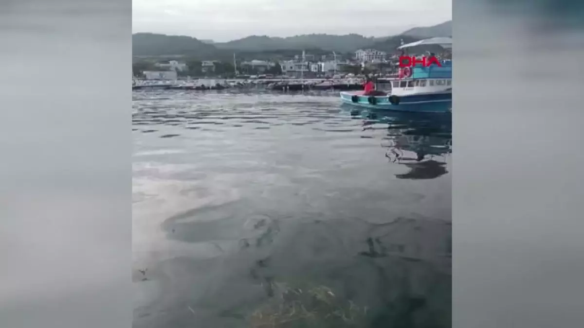 Gemlik'te 4 Metrelik Köpek Balığı Balıkçıları Zorladı