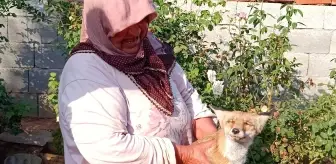 Gaziantep'te bulunan yaralı tilki doğal yaşam alanına bırakıldı
