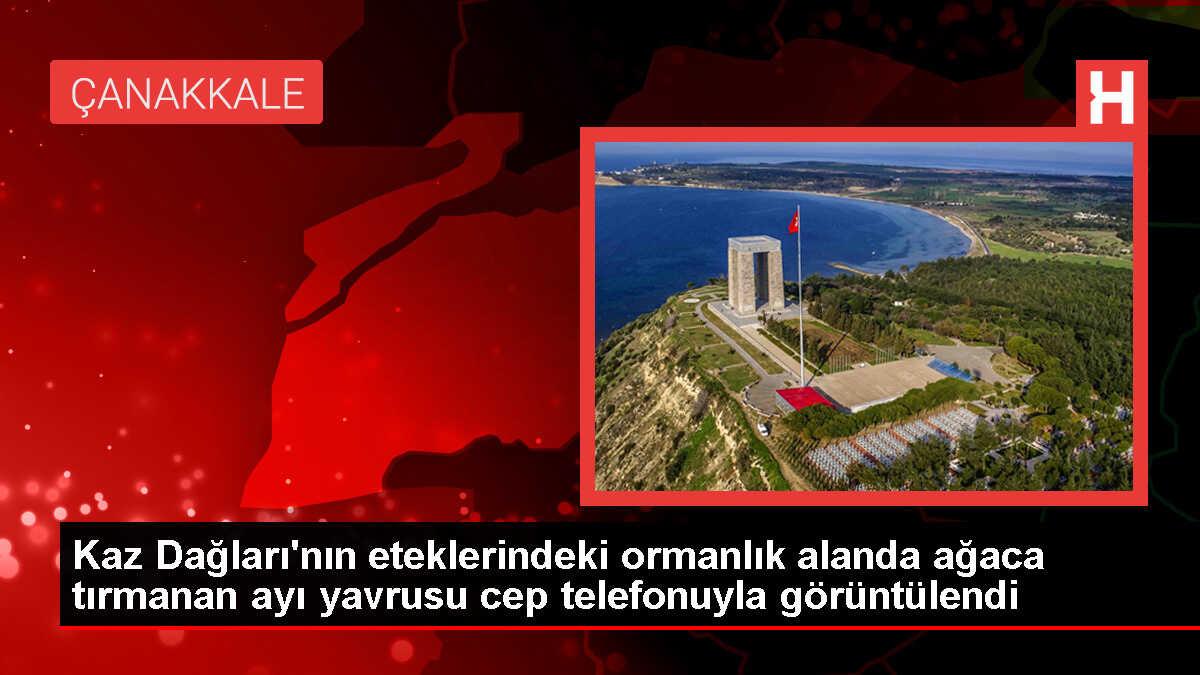 Çanakkale'de Taksici Ayı Yavrusunu Görüntüledi