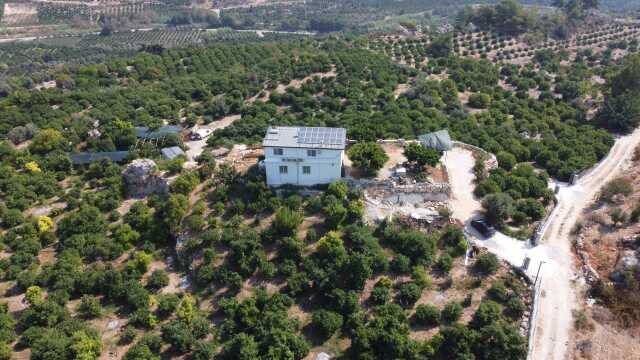 Mersin'de yetiştirilen yeşil limonun kilosu 10 kat daha pahalıya satılıyor Mersin'de yetiştirilen yeşil limonun kilosu 10 kat daha pahalıya satılıyor