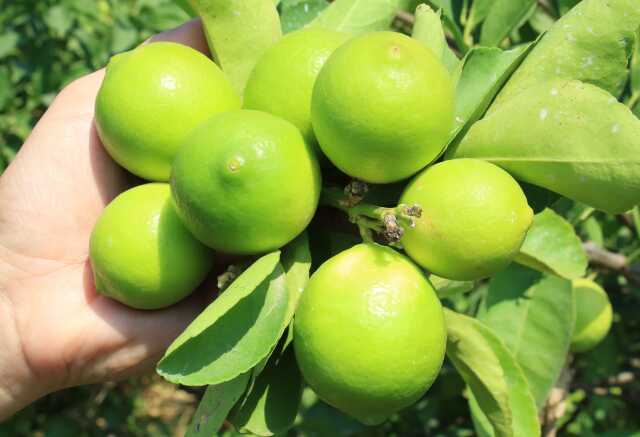 Mersin'de yetiştirilen yeşil limonun kilosu 10 kat daha pahalıya satılıyor Mersin'de yetiştirilen yeşil limonun kilosu 10 kat daha pahalıya satılıyor
