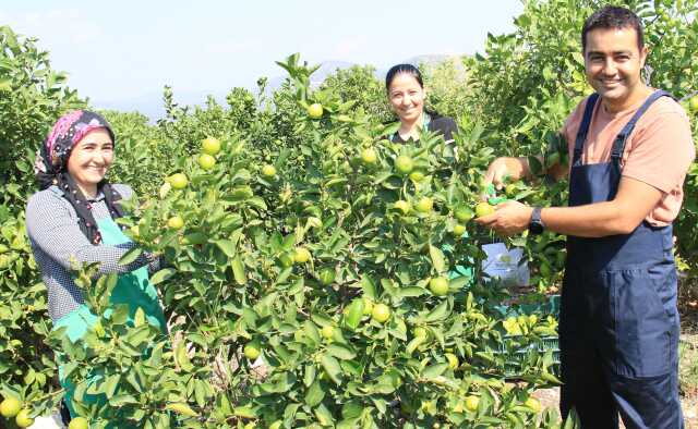 Mersin'de yetiştirilen yeşil limonun kilosu 10 kat daha pahalıya satılıyor Mersin'de yetiştirilen yeşil limonun kilosu 10 kat daha pahalıya satılıyor