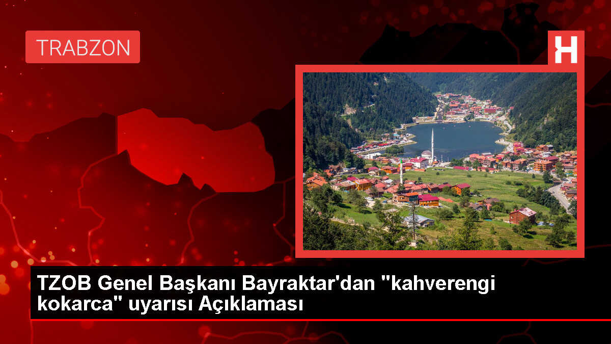 Kahverengi kokarca fındık üreticilerini mağdur ediyor