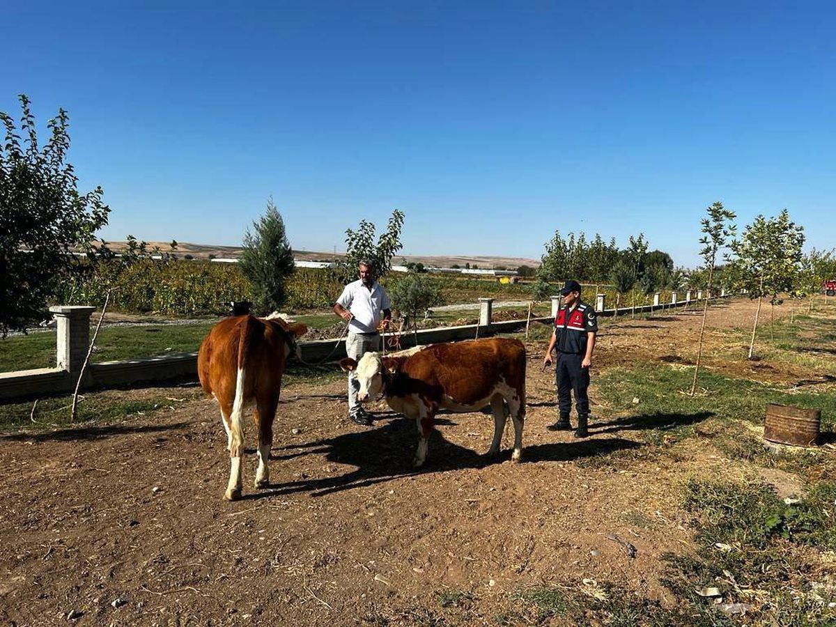 Batman'dan çalınan hayvanları Diyarbakır'da sattılar, 4 kişi tutuklandı