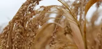 2023 Darıların Uluslararası Yılı Olacak