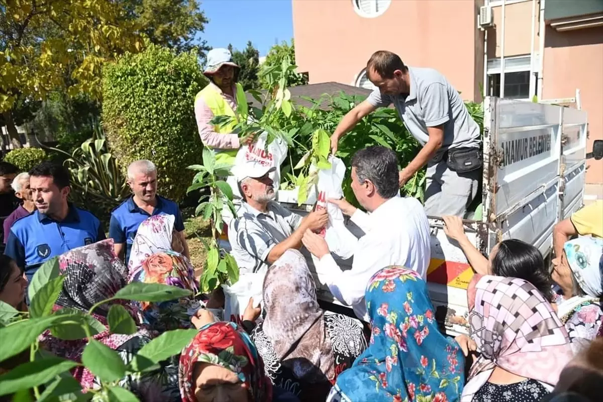 Anamur Belediyesi Kadın Çiftçilere Ücretsiz Avokado Fidanı Dağıttı