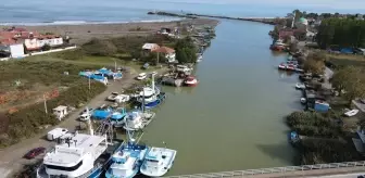 Karadeniz'de avlanan deniz salyangozları ihraç ediliyor