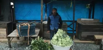 Ordu'nun Çambaşı Yaylası'nda Yetişen Dürme Pancarı Yöre Halkına Gelir Sağlıyor