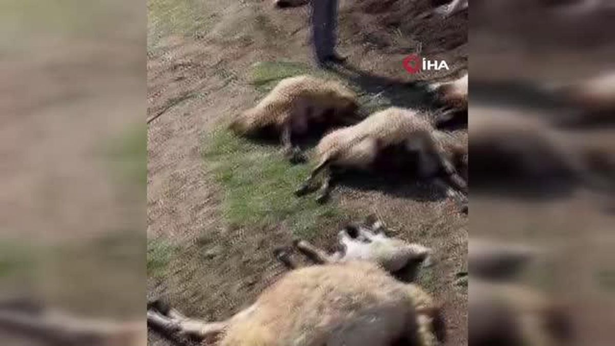 Yedikleri taze yoncadan zehirlenen 40 küçükbaş hayvan telef oldu