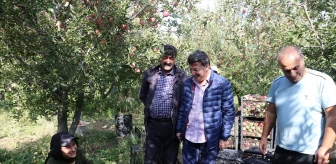 AK Parti Van Milletvekili Kayhan Türkmenoğlu, elma bahçesinde hasada katıldı