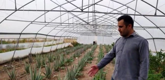 Hakkari'de İlk Kez Aloe Vera Üretimi Gerçekleştirildi