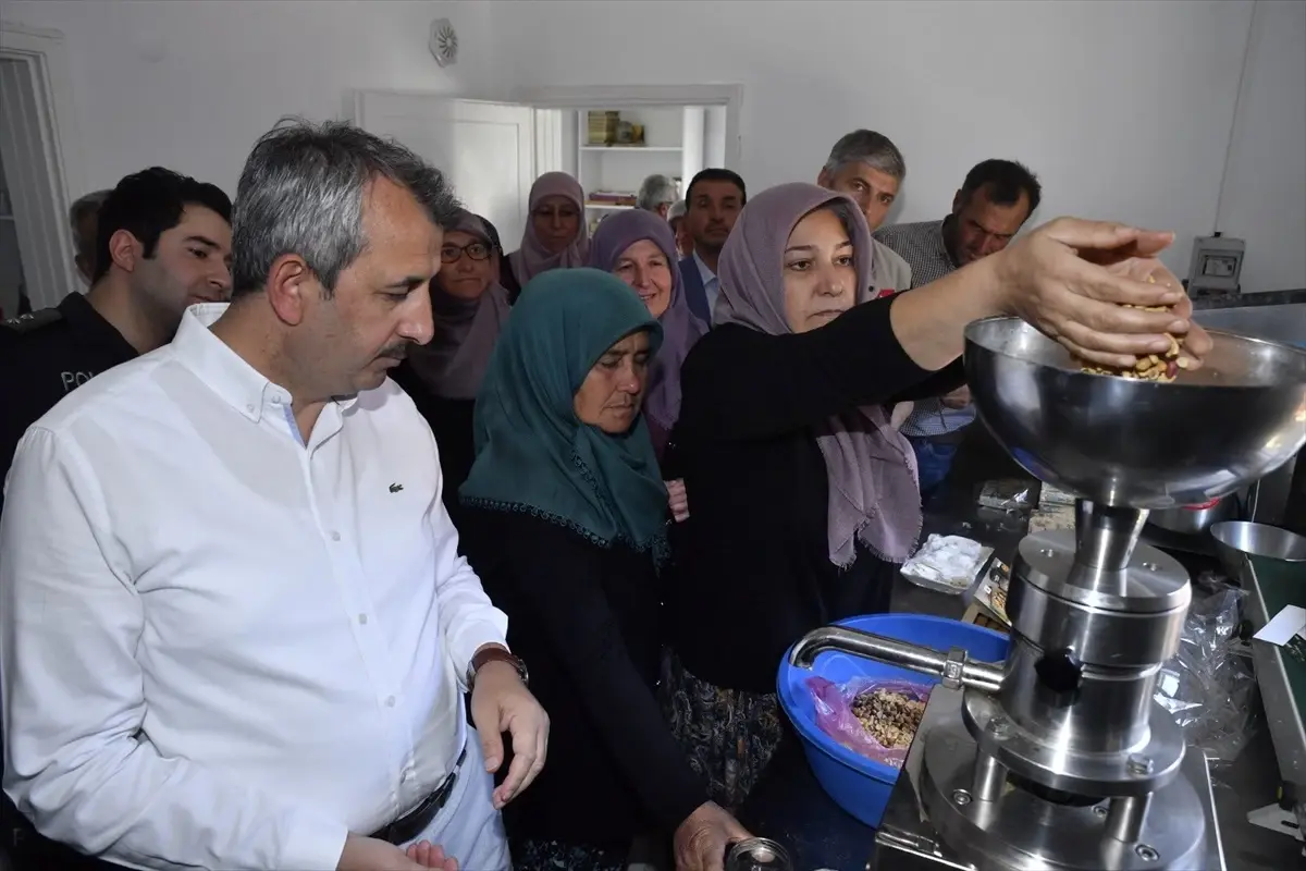 Edirne Valisi Yunus Sezer, Alibey köyünde yer fıstığı hasadına katıldı