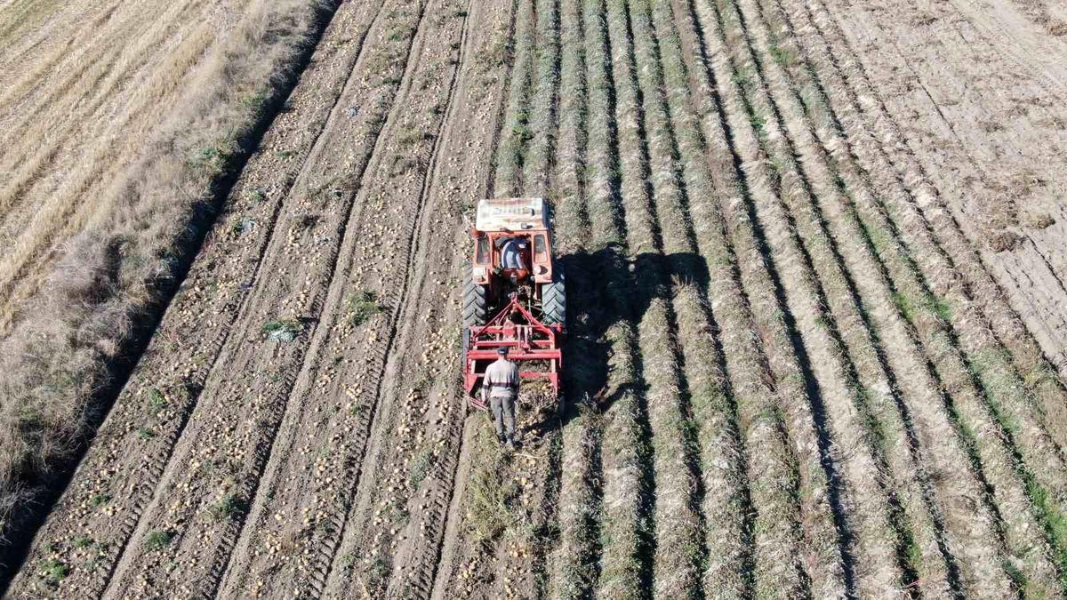 Kastamonu'da Patates Hasadı: Fiyatlardan Memnun Üreticiler