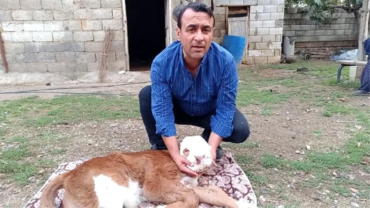 Gaziantep'te deprem stresiyle doğan engelli buzağının hikayesi