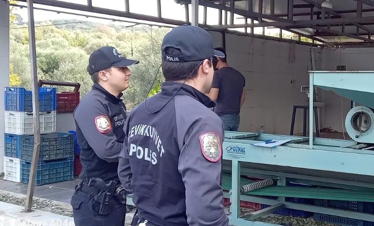 Edremit'te Zeytin Hırsızlarına Polis Mücadelesi