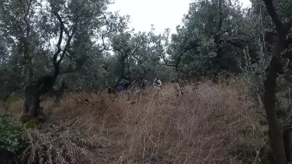 Gemlik'te kayıp kadının cesedi zeytinlikte bulundu
