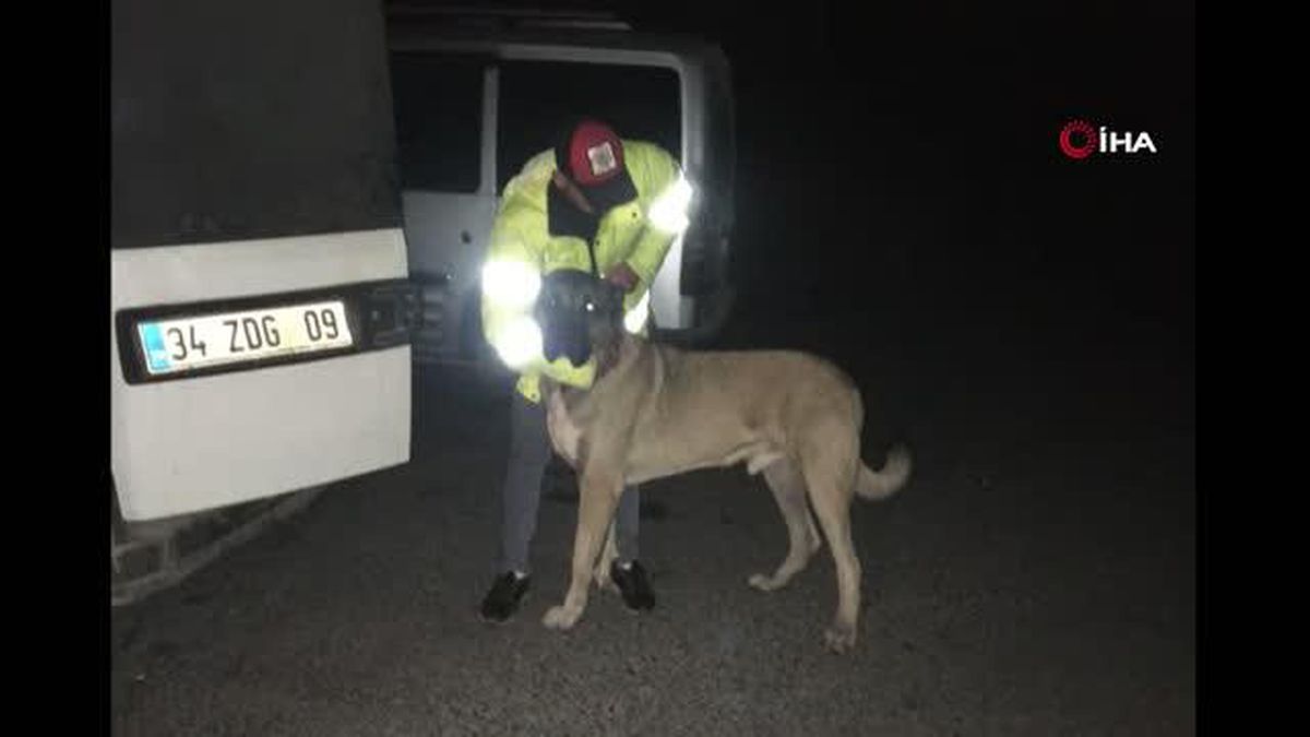 Sarıyer'de köpek dövüştürüp bahis oynayanlara operasyon düzenlendi: 24 gözaltı