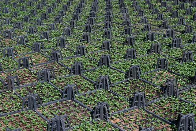 Bursa'nın Çiçekleri Kelesli Çiftçilerin Emeğiyle Açıyor Bursa'nın Çiçekleri Kelesli Çiftçilerin Emeğiyle Açıyor