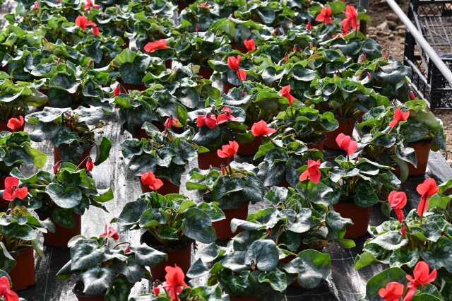 Bursa'nın Çiçekleri Kelesli Çiftçilerin Emeğiyle Açıyor Bursa'nın Çiçekleri Kelesli Çiftçilerin Emeğiyle Açıyor