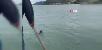 Giresunlu balıkçıların ağına yavru ayı takıldı