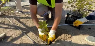 Kızılcahamam Millet Bahçesinde tıbbi aromatik meyve yetiştirilecek