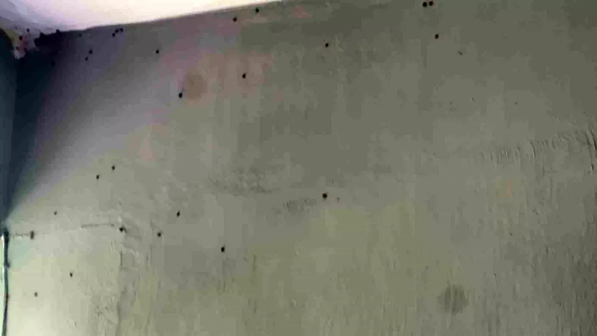 Zonguldak'ta Uğur Böcekleri Tedirginliği