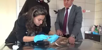 Tedavileri tamamlanan orman kartalı ve şahin doğaya salındı