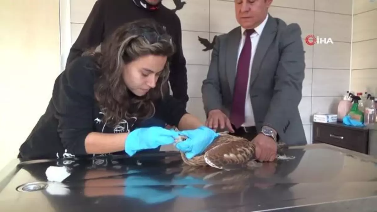 Tedavileri tamamlanan orman kartalı ve şahin doğaya salındı