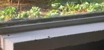 Köyü uğur böcekleri bastı, vatandaş ne yapacağını şaşırdı