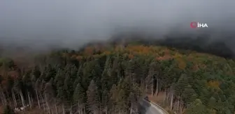 Uludağ'da Sonbahar Şöleni