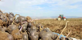 Mor Patates Üretimi Anadolu'da Yaygınlaşıyor