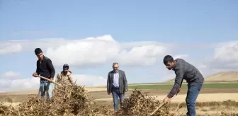 Bitlis Ahlat'ta Şiddetli Yağmur Kuru Fasulye Hasadını Olumsuz Etkiledi