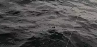 Balıkçılar Köpek Balığını Karaya Çıkarmadan Salıverdi