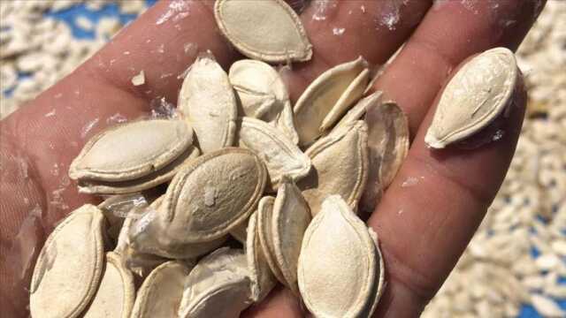 SARI ALTIN NE DEMEK? Sarı altın deyiminin anlamı nedir?