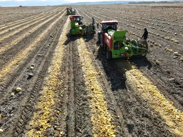 Sarı altında hasat başladı! Tarlada kilosu 130 TL