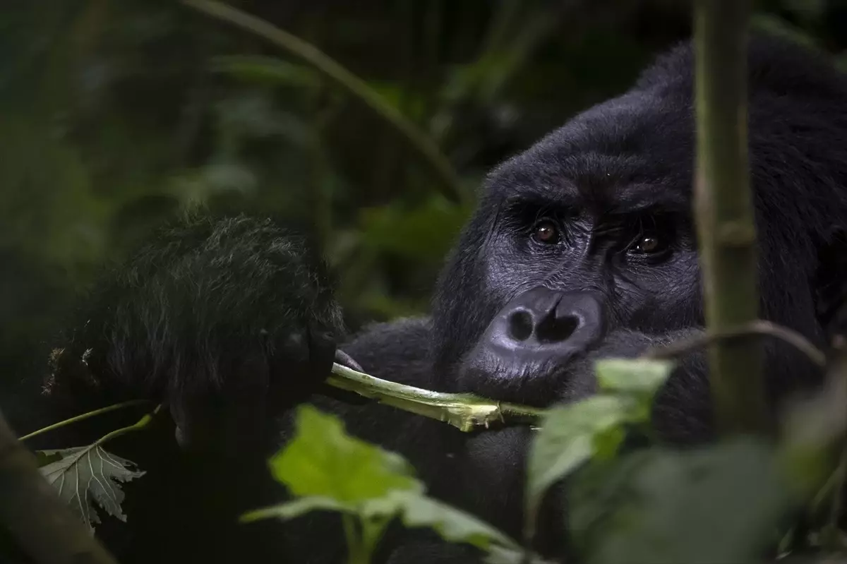 Uganda'da Koruma Altındaki Dağ Gorilleri Takip Ediliyor