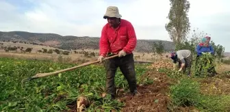 Yozgat'ta Şeker Pancarı Hasadı İmece Usulü Yapılıyor