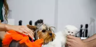 Antalya'da Kedi ve Köpek Sahipleri Sağlık Sigortası İstiyor